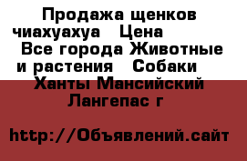 Продажа щенков чиахуахуа › Цена ­ 12 000 - Все города Животные и растения » Собаки   . Ханты-Мансийский,Лангепас г.